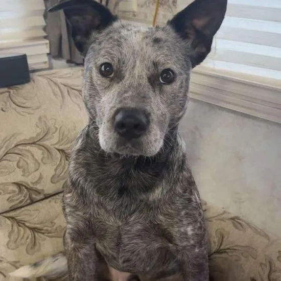 Remi