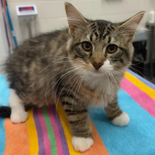 A baby small-sized male Domestic Long Hair cat named Poseidon for adoption in Peoria, IL