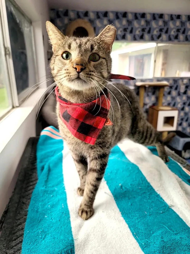 A young medium-sized male Tabby (Gray / Blue / Silver) British Shorthair cat named Bear for adoption in Houston, TX