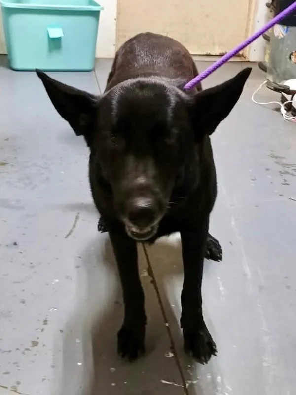 An adult large-sized female Shepherd dog named Clementine for adoption in Dallas, GA