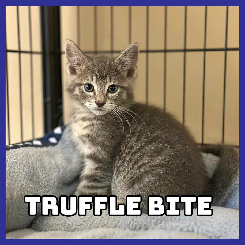 A baby small-sized male Domestic Short Hair cat named TruffleBite for adoption in Glenwood, MN