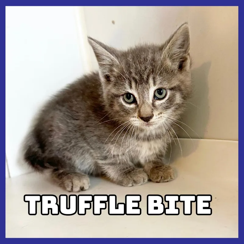TruffleBite thumbnail 2