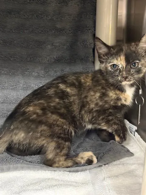 A baby medium-sized female Domestic Short Hair cat named Freckle Fury for adoption in Huntsville, AL
