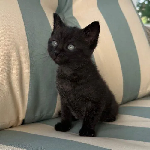 A baby small-sized female Black Domestic Short Hair cat named Muffin C for adoption in Frankfort, KY