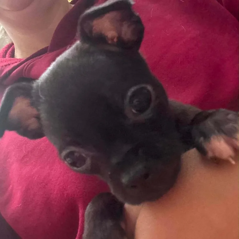A baby small-sized female Black Mixed Breed dog named Annabelle for adoption in Fredericksburg, VA