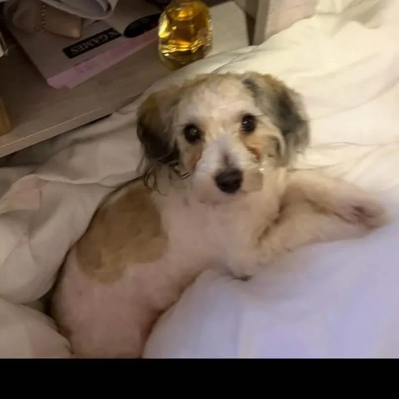 A young small-sized male White / Cream Maltese dog named Toby Keith for adoption in Hackett, AR