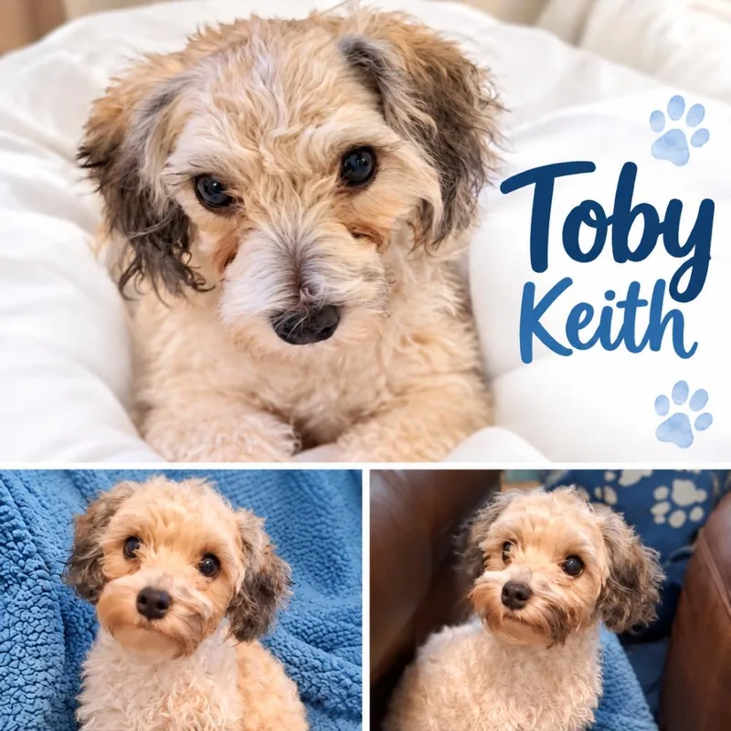 Toby Keith thumbnail 4