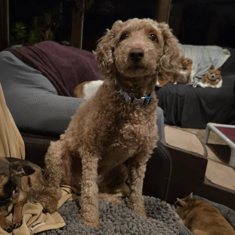 A senior medium-sized male Golden Golden Retriever dog named Mozzi for adoption in Tunkhannock, PA