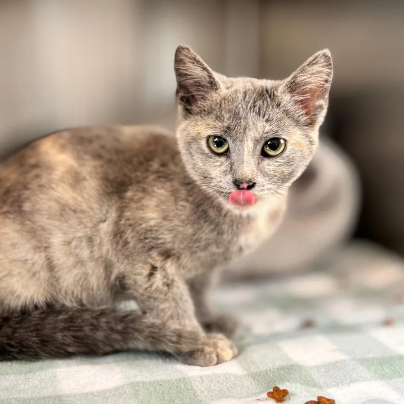 A baby small-sized female Tortoiseshell Domestic Short Hair cat named Velma for adoption in Nashville, IN