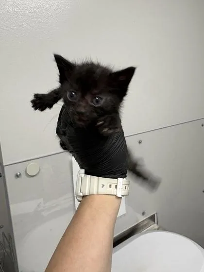 A baby small-sized male Domestic Short Hair cat named Bowie for adoption in Sevierville, TN