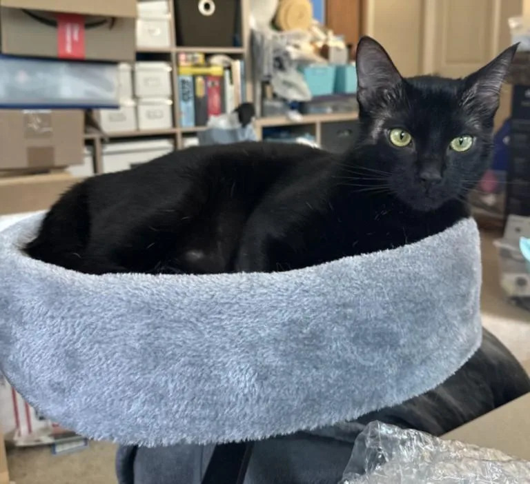 A young medium-sized male Domestic Short Hair cat named Force Field for adoption in Santa Cruz, CA