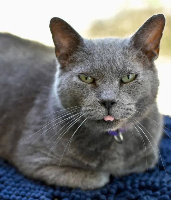 A senior medium-sized male Tabby (Gray / Blue / Silver) Domestic Short Hair cat named Patrick Star for adoption in Marietta, GA