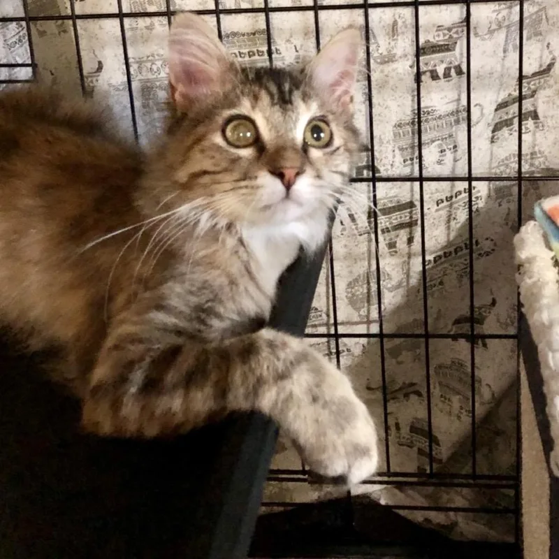 A young small-sized female Domestic Short Hair cat named Cleo for adoption in Bountiful, UT