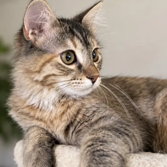 Cleo thumbnail 2