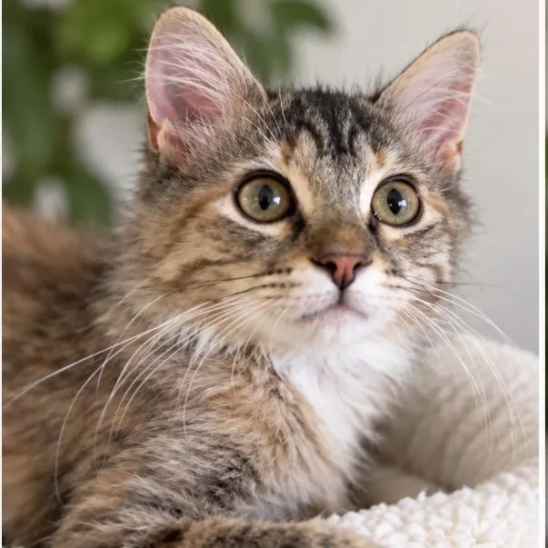 Cleo thumbnail 3