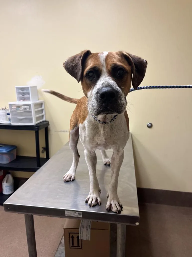 A young medium-sized male Mixed Breed dog named Levi for adoption in Florence, SC