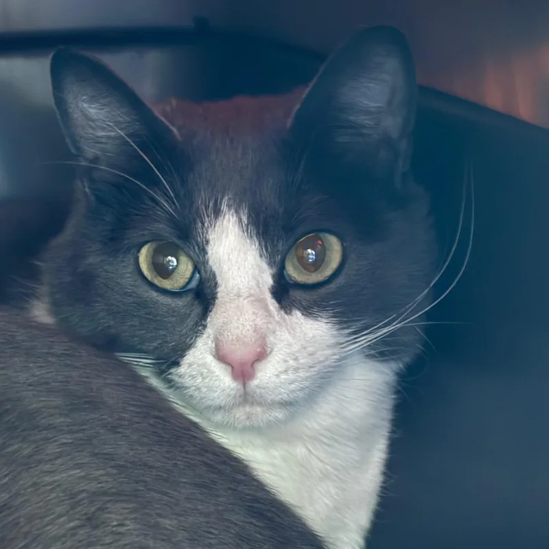 An adult medium-sized female Gray / Blue / Silver Domestic Short Hair cat named Bonnie Wclyde For for adoption in Springfield, MA