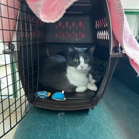 Bonnie Wclyde For thumbnail 5