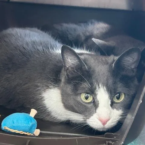 Bonnie Wclyde For thumbnail 6