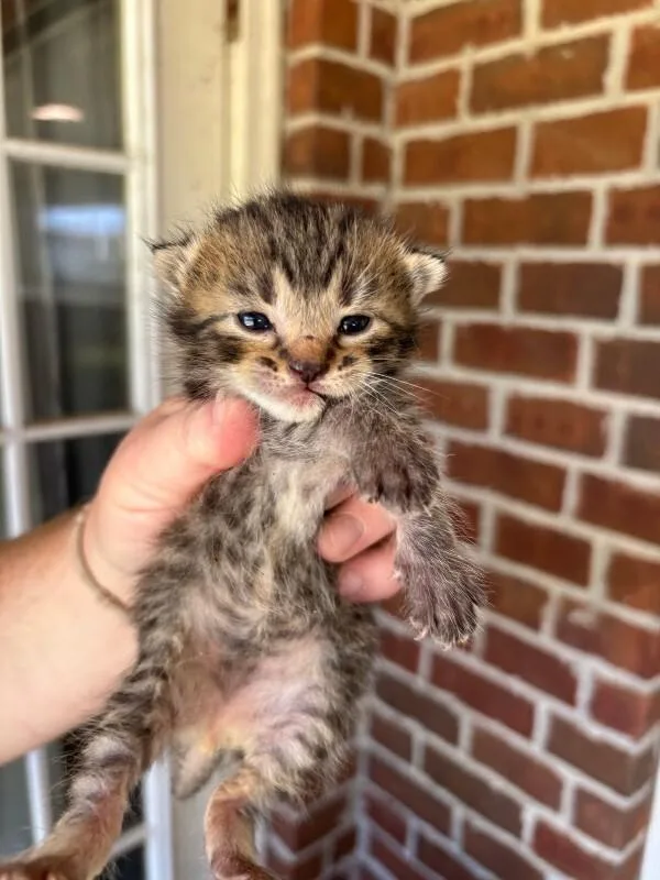 A young medium-sized male Tabby (Brown / Chocolate) Domestic Short Hair cat named Fabian for adoption in Mobile, AL