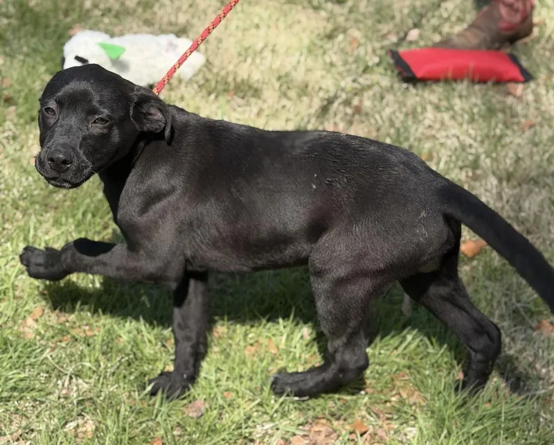 Pistachio thumbnail 2