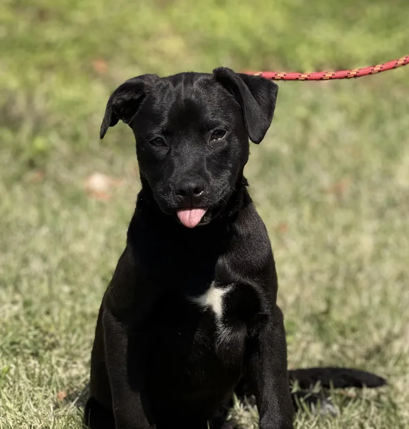 Pistachio thumbnail 3