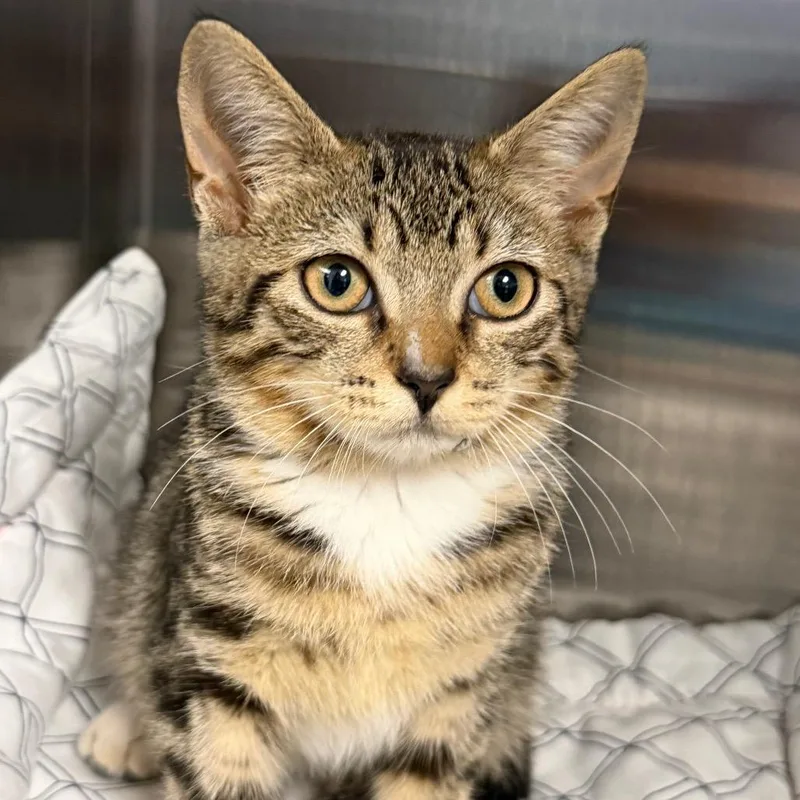 A baby small-sized female Brown / Chocolate Domestic Short Hair cat named Elizabeth for adoption in East Hanover, NJ