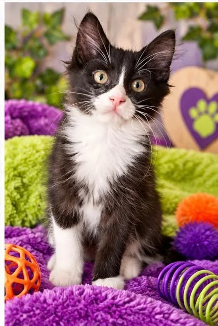 A baby medium-sized male Domestic Short Hair cat named Dane for adoption in Salt Lake City, UT