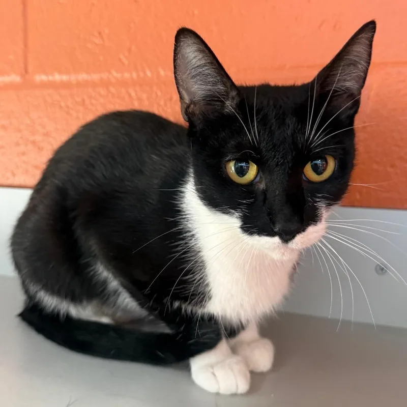 A young medium-sized female Black Domestic Short Hair cat named Sadie for adoption in Sarasota, FL