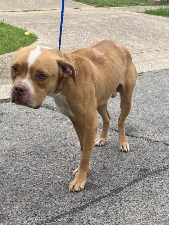 A young medium-sized male Mixed Breed dog named Clark for adoption in Dallas, TX