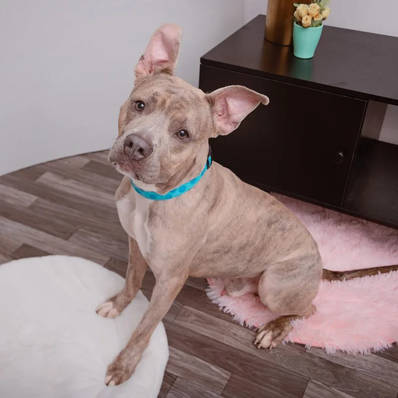 Marcello thumbnail 2