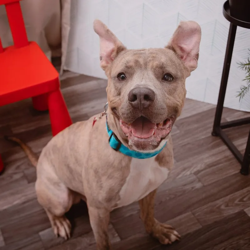 Marcello thumbnail 3