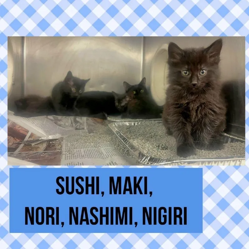 A baby small-sized male Black Domestic Short Hair cat named Maki for adoption in Wheeling, IL