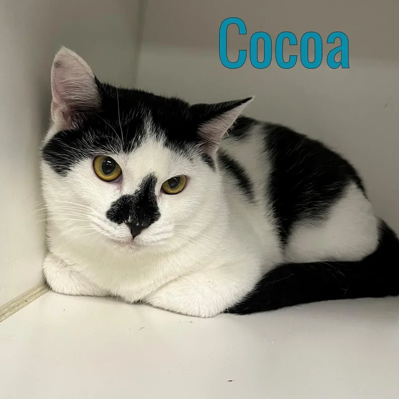 An adult medium-sized male Domestic Short Hair cat named Cocoa for adoption in Pleasantville, NJ