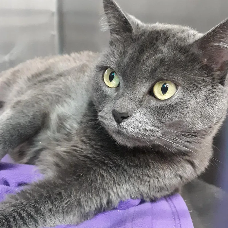 An adult extra large-sized female Gray / Blue / Silver Russian Blue cat named Nube for adoption in Spokane, WA