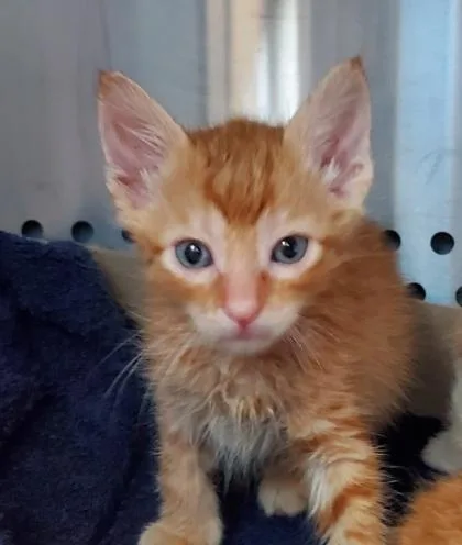 A young large-sized male Domestic Short Hair cat named Jolli for adoption in Kansas City, MO