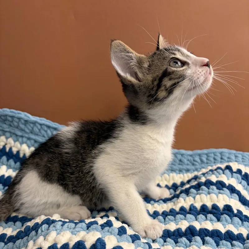 A baby small-sized male Gray / Blue / Silver Domestic Short Hair cat named Tiny Too for adoption in San Antonio, TX