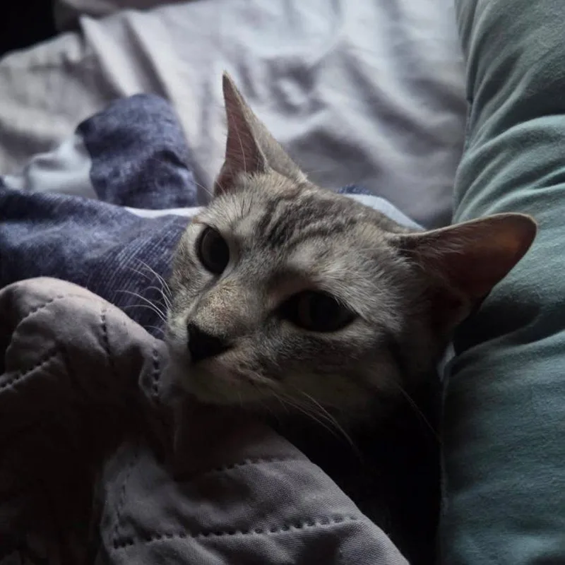 An adult medium-sized female Tabby (Gray / Blue / Silver) Domestic Short Hair cat named Leia for adoption in Vine Grove, KY