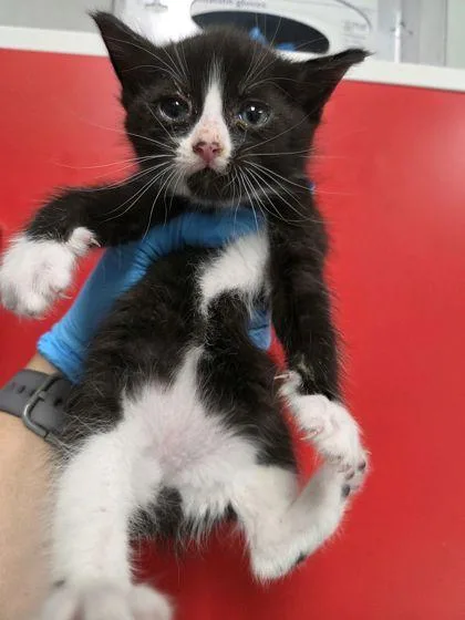 A young small-sized female Domestic Short Hair cat named B Bellatrix for adoption in North Charleston, SC