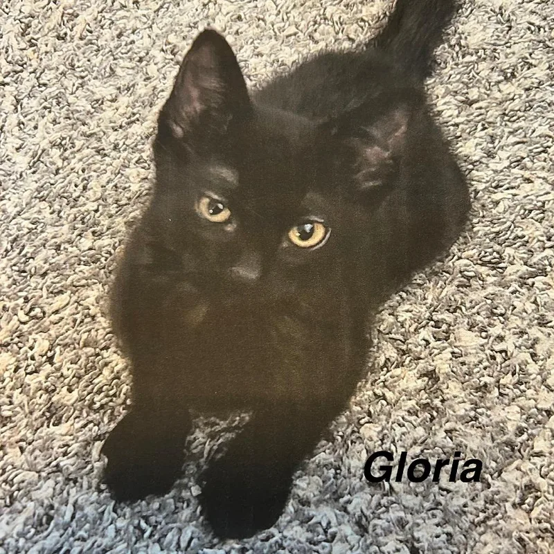 Gloria