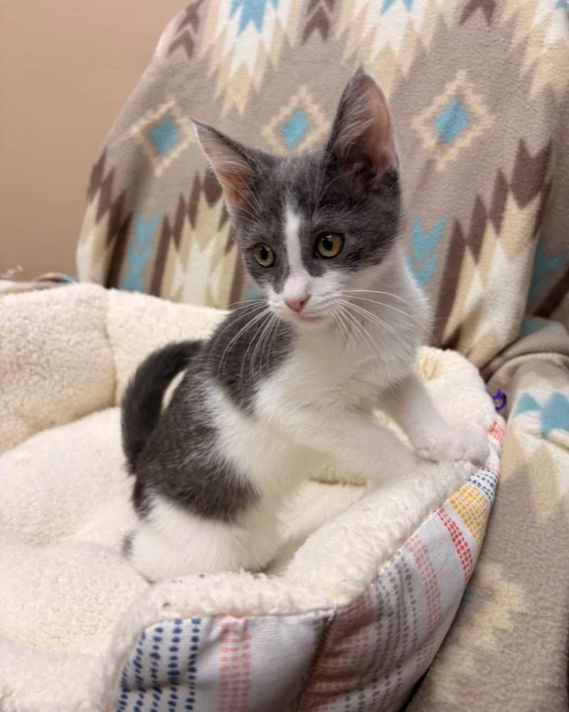 A baby medium-sized male Gray / Blue / Silver Domestic Short Hair cat named Rye for adoption in White Oak, PA
