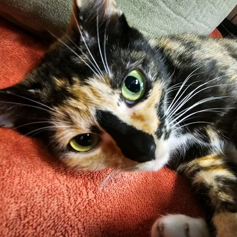 An adult medium-sized female Calico Domestic Short Hair cat named Gemma for adoption in Columbus, NC