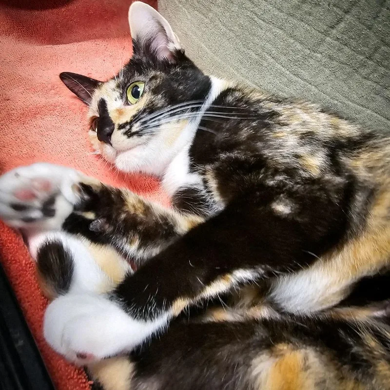 Gemma thumbnail 3