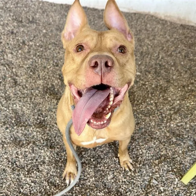 An adult large-sized male American Staffordshire Terrier dog named Angus for adoption in Mesa, AZ