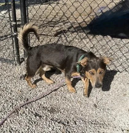 An adult medium-sized male Mixed Breed dog named Norfair for adoption in Chamblee, GA