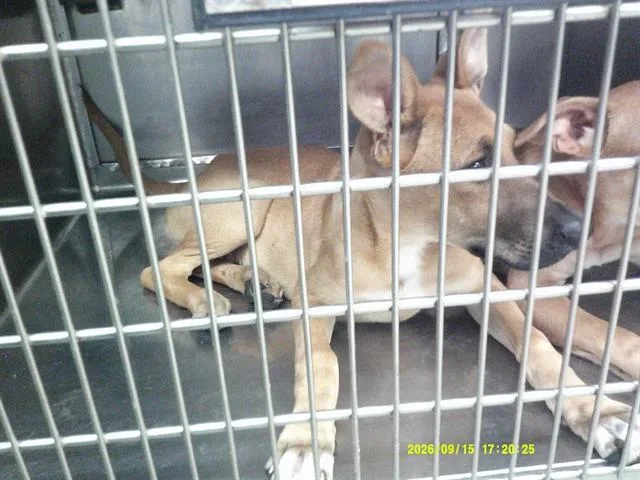 A baby small-sized male Labrador Retriever dog named Slater for adoption in Oklahoma City, OK