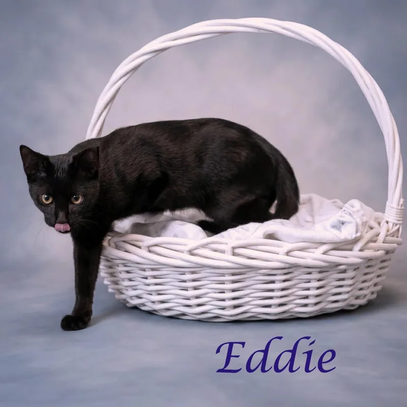 A young medium-sized male Black Domestic Short Hair cat named Eddie C for adoption in Lebanon, TN