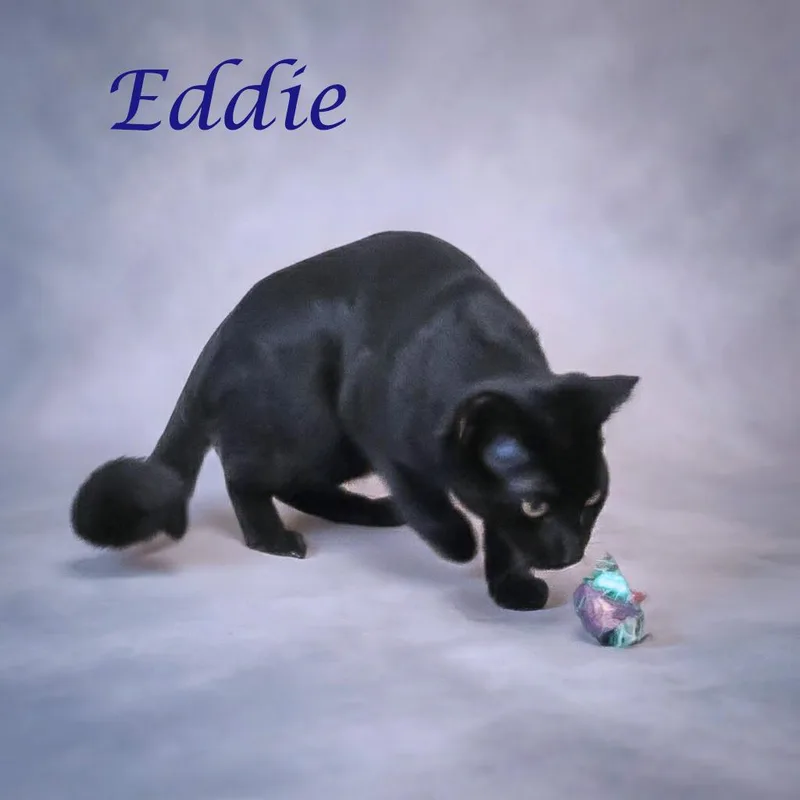 Eddie C thumbnail 2