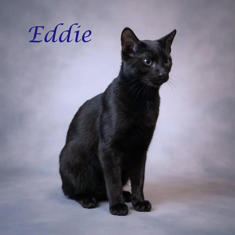 Eddie C thumbnail 3