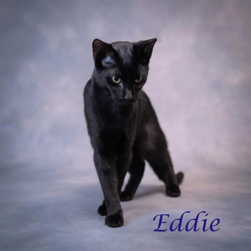 Eddie C thumbnail 4
